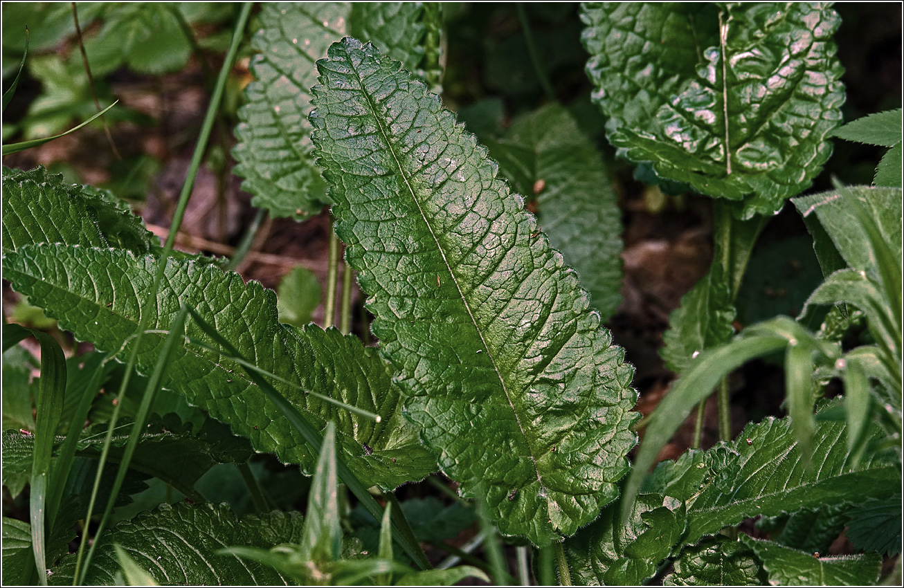 Изображение особи Betonica officinalis.