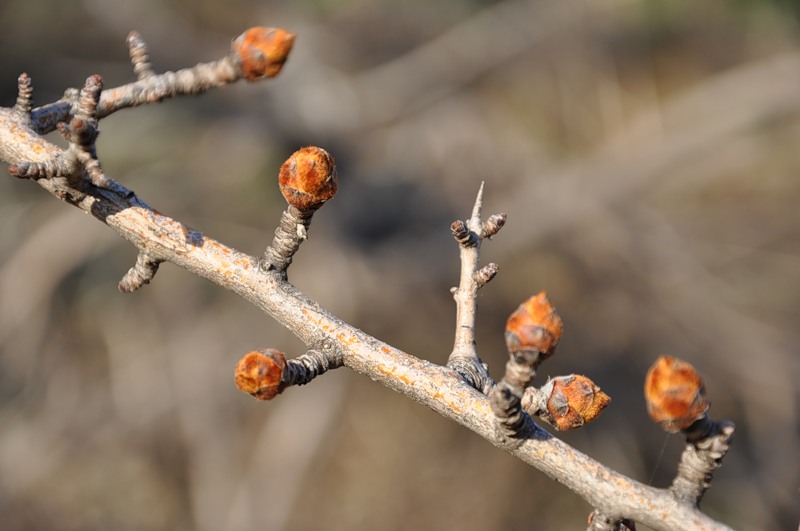 Изображение особи Pyrus amygdaliformis.