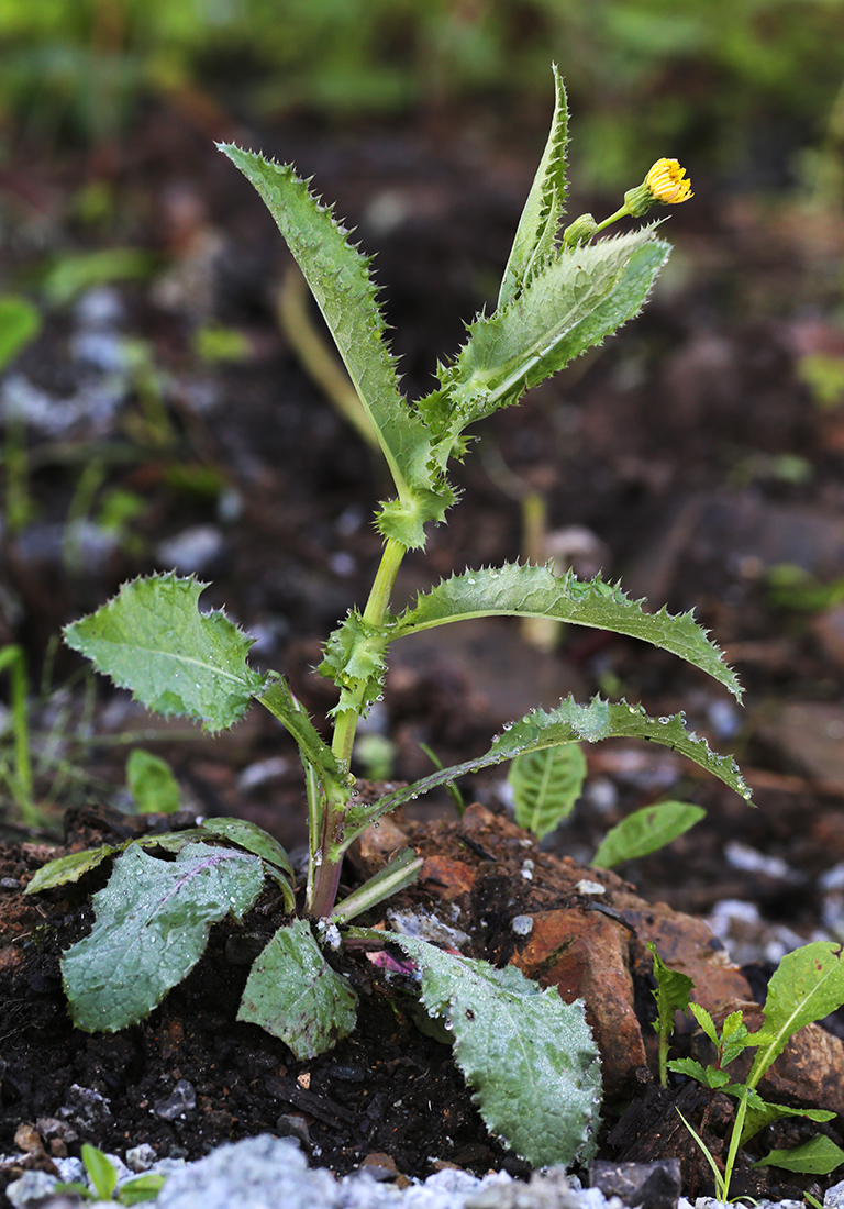 Изображение особи Sonchus asper.