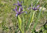 Iris ventricosa