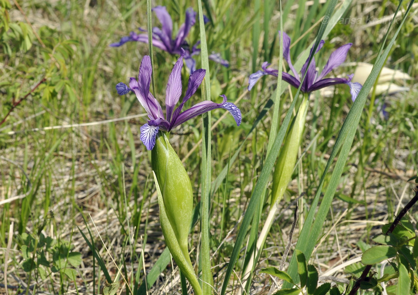 Изображение особи Iris ventricosa.