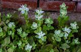 Euphorbia marginata. Расцветающие и цветущие растения. Оренбургская обл., г. Орск, в культуре. 03.07.2023.