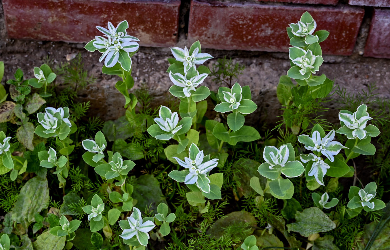 Изображение особи Euphorbia marginata.