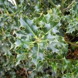 Ilex aquifolium. Верхушка веточки с бутонами(?). Бельгия, пров. Эно, окр. Турне, г. Турне, озеленение. Август.