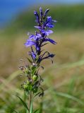 Lobelia sessilifolia. Соцветие и завязавшиеся плоды. Курильские о-ва, о-в Итуруп, долина р. Рейдовая, пойменный луг. 23.08.2023.