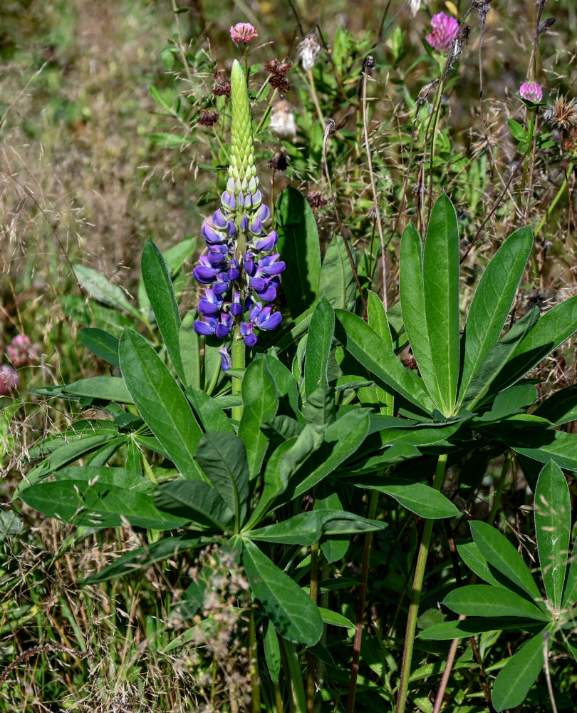 Изображение особи Lupinus polyphyllus.