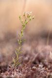 Conyza canadensis. Цветущее и плодоносящее растение. Волгоградская обл., Калачевский р-н, окр. станицы Голубинская, сухая дерновиннозлаковая степь. 11.10.2024.