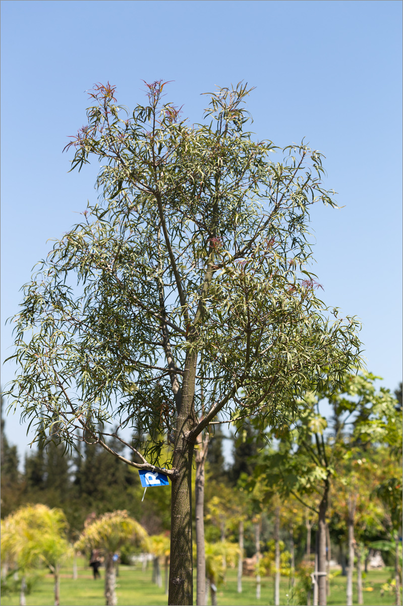 Изображение особи Brachychiton rupestris.