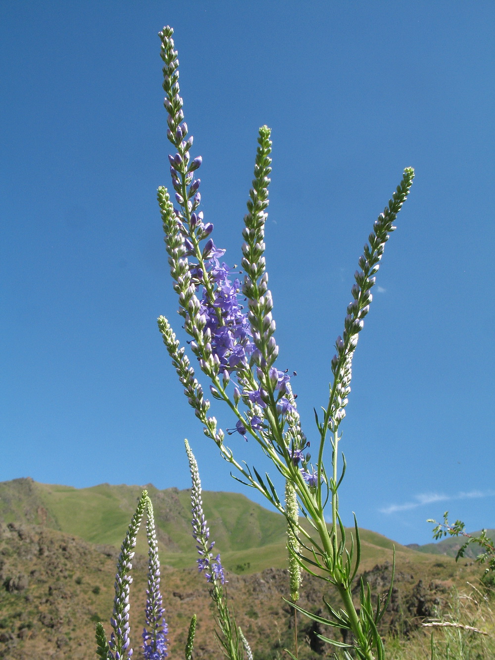 Image of Veronica laeta specimen.