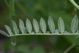 семейство Fabaceae. Верхушка листа (вид на абаксиальную поверхность). Чечня, Шаройский р-н, долина р. Цесиахк, рядом с домом Мансура, выс. ок. 1500 м н.у.м., луг. 28 июня 2024 г.