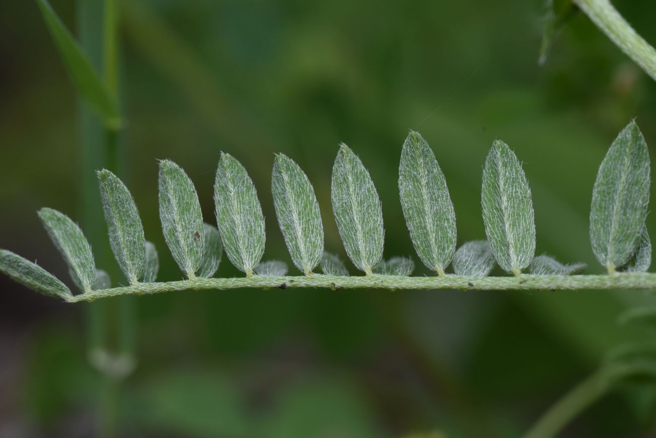 Image of familia Fabaceae specimen.