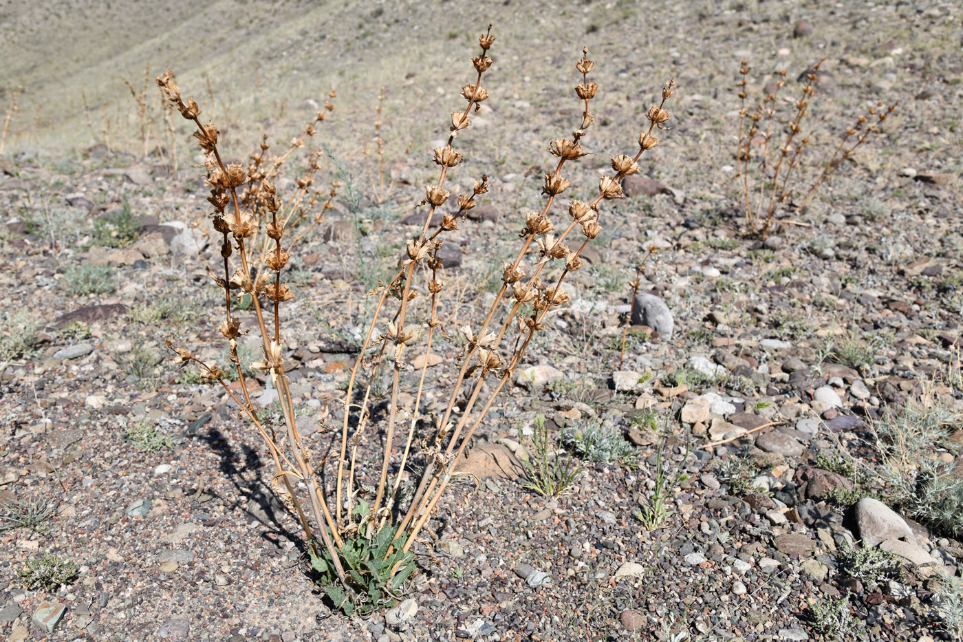 Изображение особи Phlomoides zenaidae.