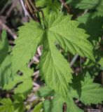 Humulus lupulus