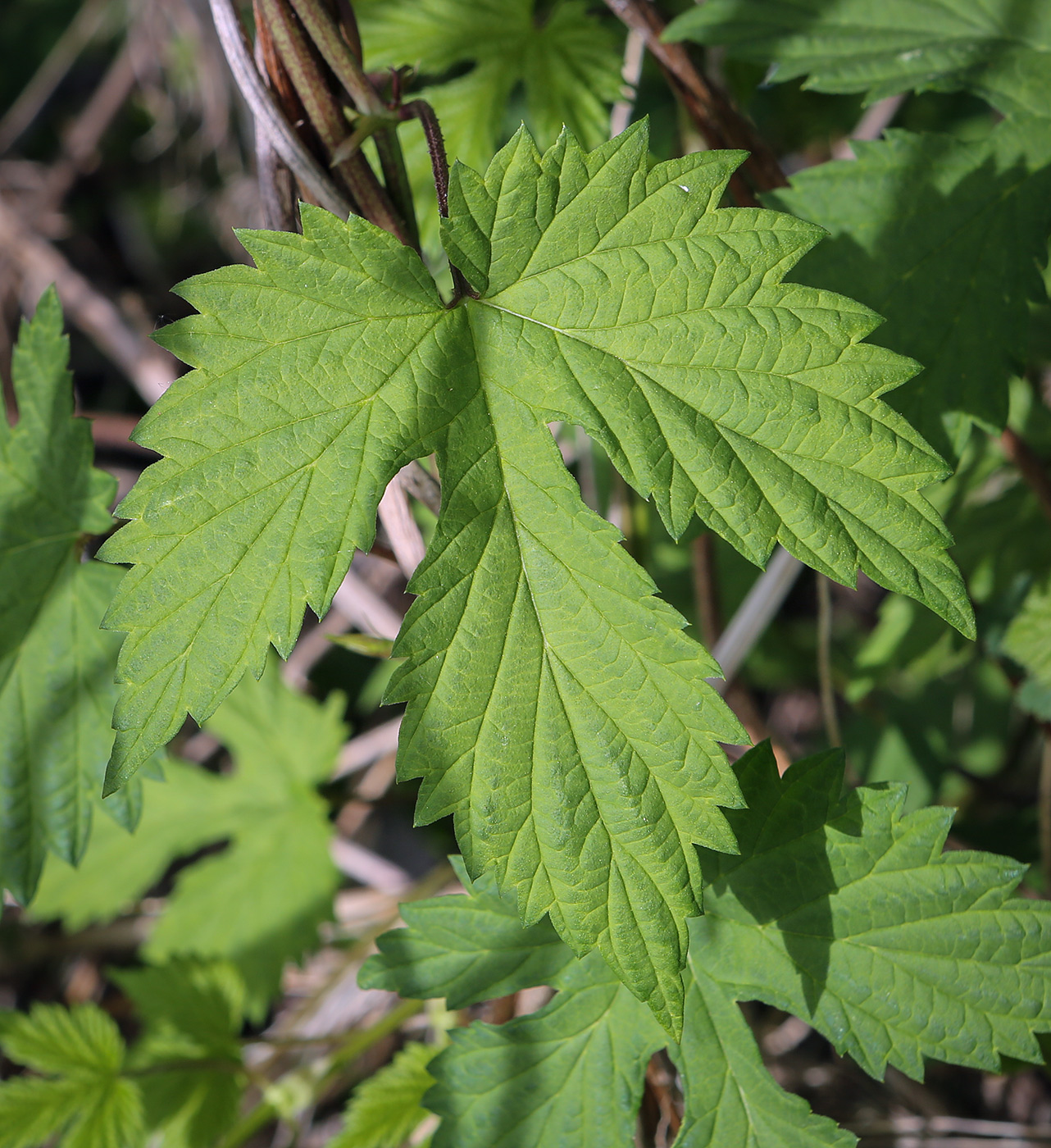 Изображение особи Humulus lupulus.