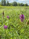 Astragalus onobrychis