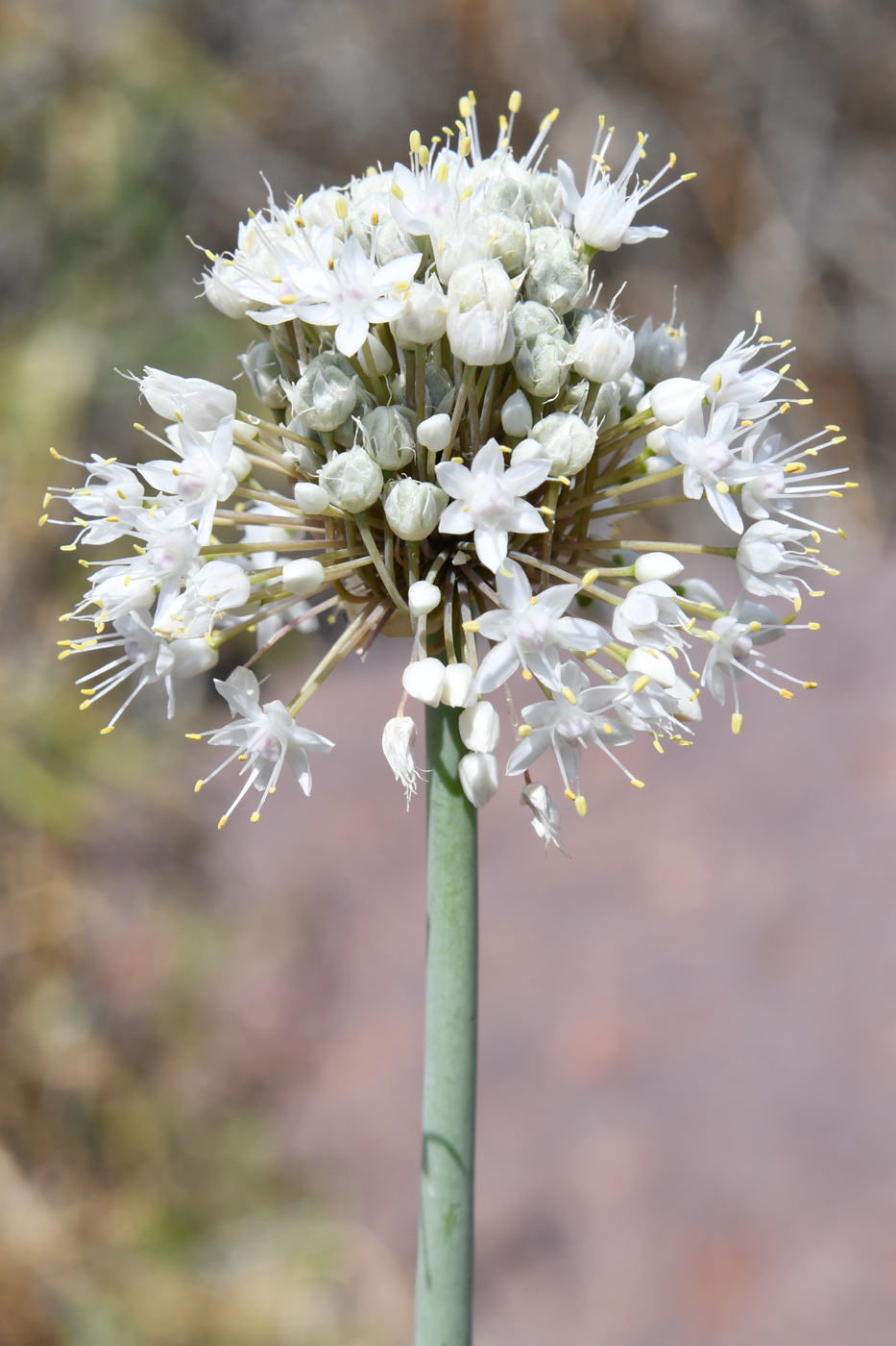 Изображение особи Allium galanthum.