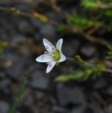 семейство Caryophyllaceae
