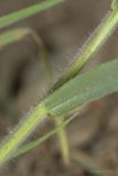 Bromus hordeaceus