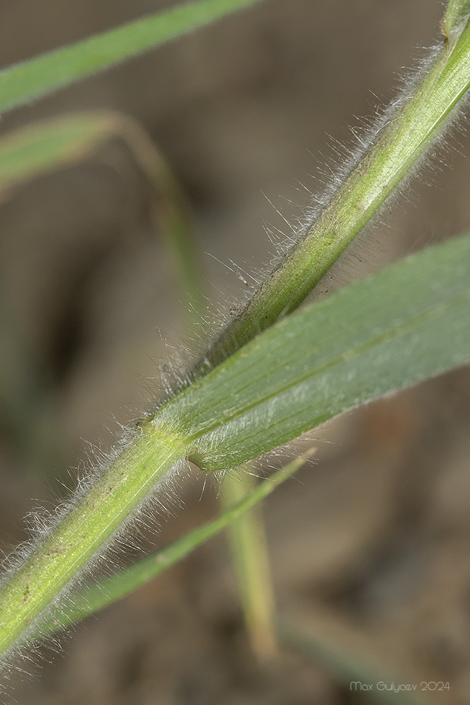 Изображение особи Bromus hordeaceus.