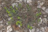 Cruciata laevipes. Цветущее растение. Крым, Бахчисарайский р-н, грунтовая дорога в горном лесу в р-не пгт Куйбышево. 18.04.2025.
