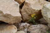 Смотреть изображение Arnebia guttata