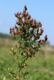 View full-size image Hypericum perforatum