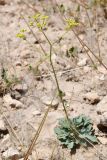 View full-size image Haplophyllum versicolor