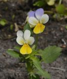 Смотреть изображение Viola lavrenkoana