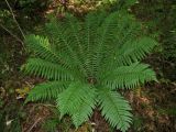 View full-size image Dryopteris crassirhizoma