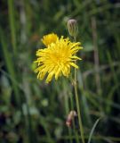 View full-size image Sonchus arvensis subspecies uliginosus