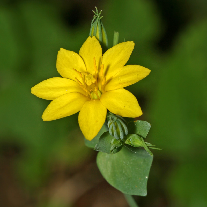 Image of Blackstonia acuminata specimen.