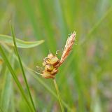 Смотреть изображение Carex supina