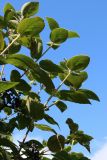 View full-size image Viburnum lantana