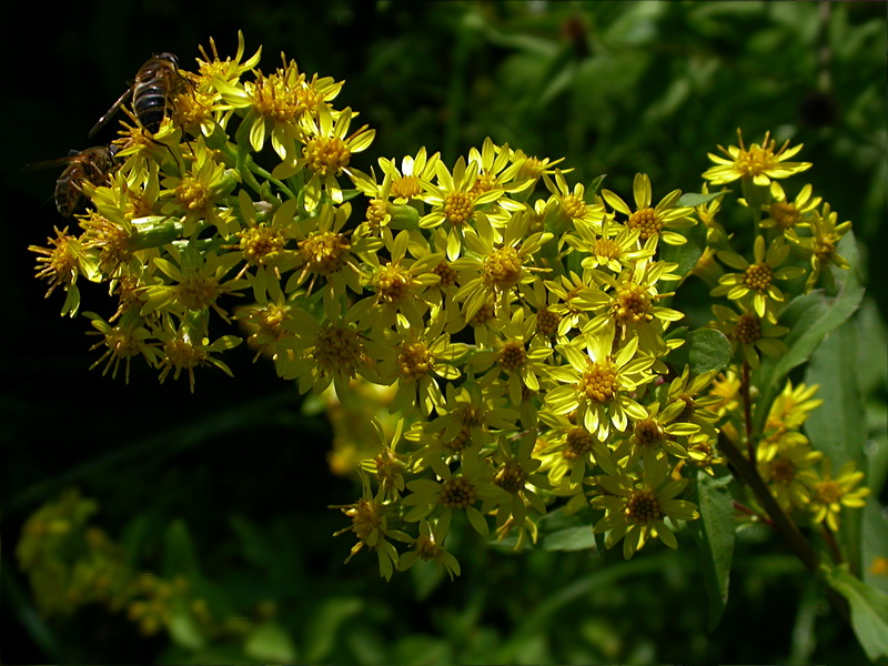 Изображение особи Solidago virgaurea.