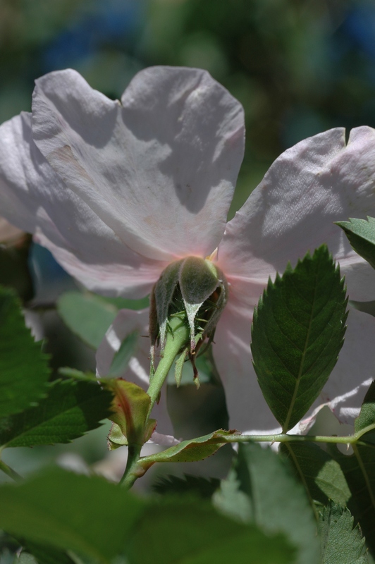 Изображение особи Rosa corymbifera.