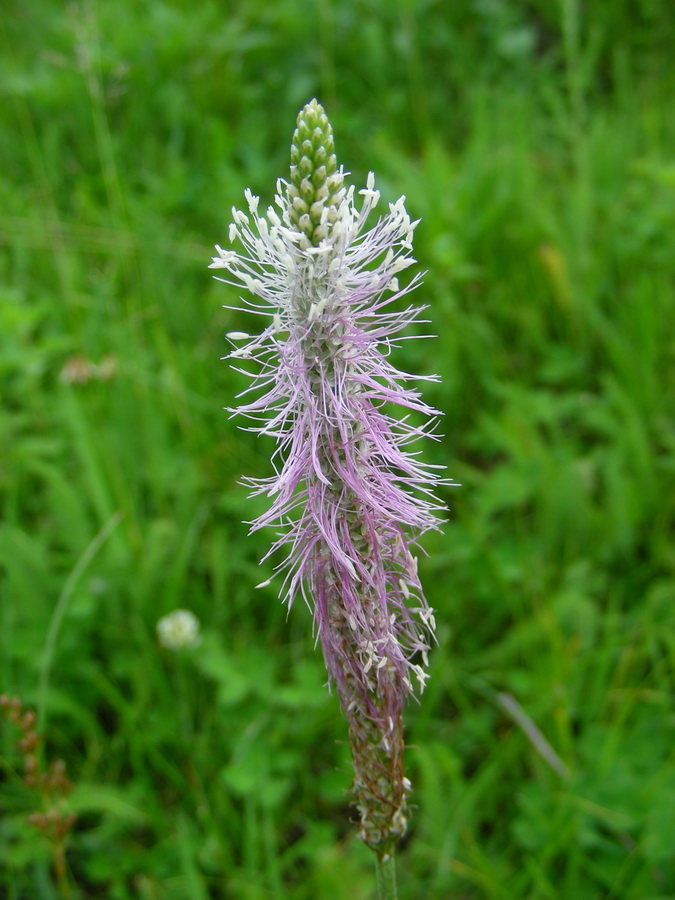 Image of Plantago media specimen.