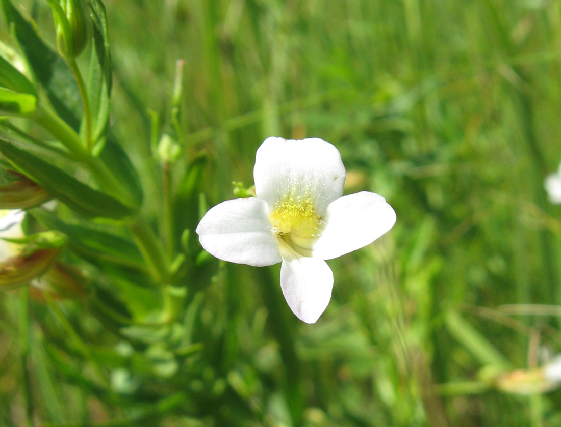 Image of Gratiola officinalis specimen.