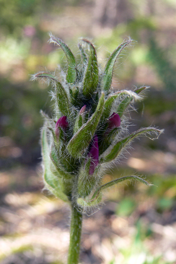 Image of Oxytropis ivdelensis specimen.