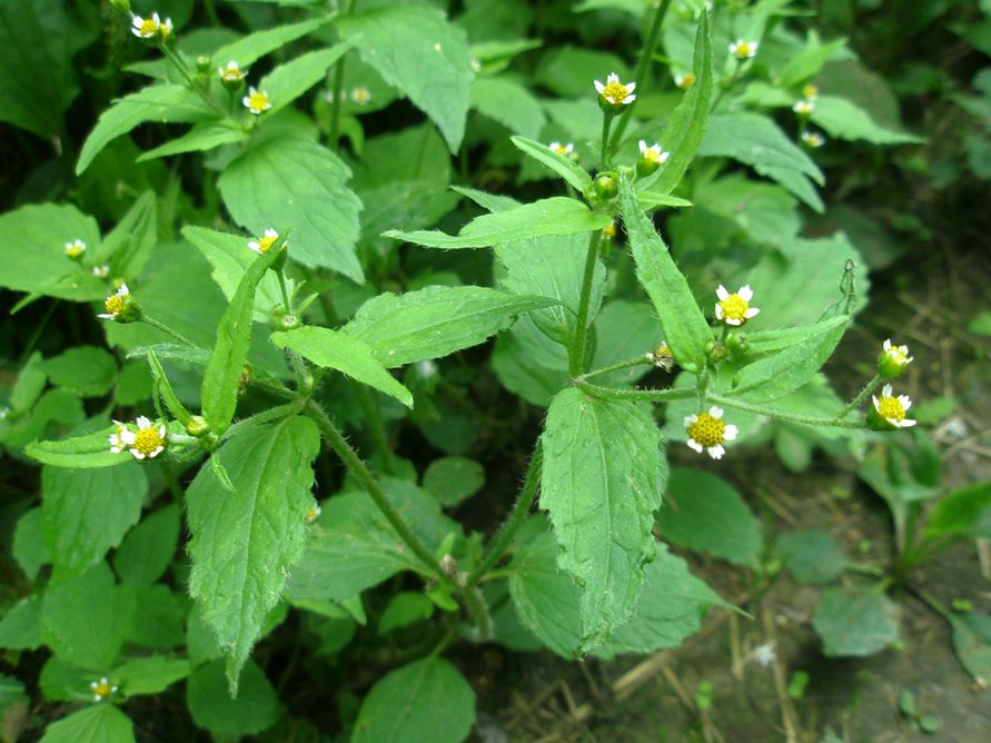 Image of Galinsoga quadriradiata specimen.