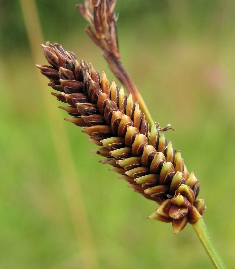 Изображение особи род Carex.