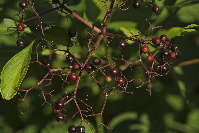 Image of genus Sambucus specimen.