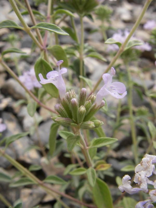 Изображение особи Ziziphora clinopodioides.