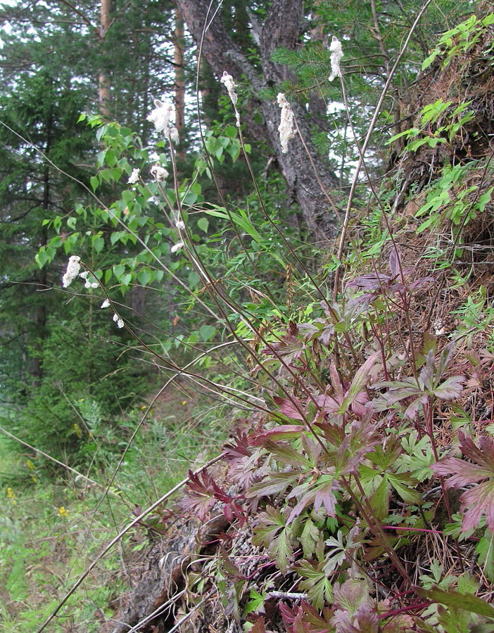 Image of Anemone sylvestris specimen.