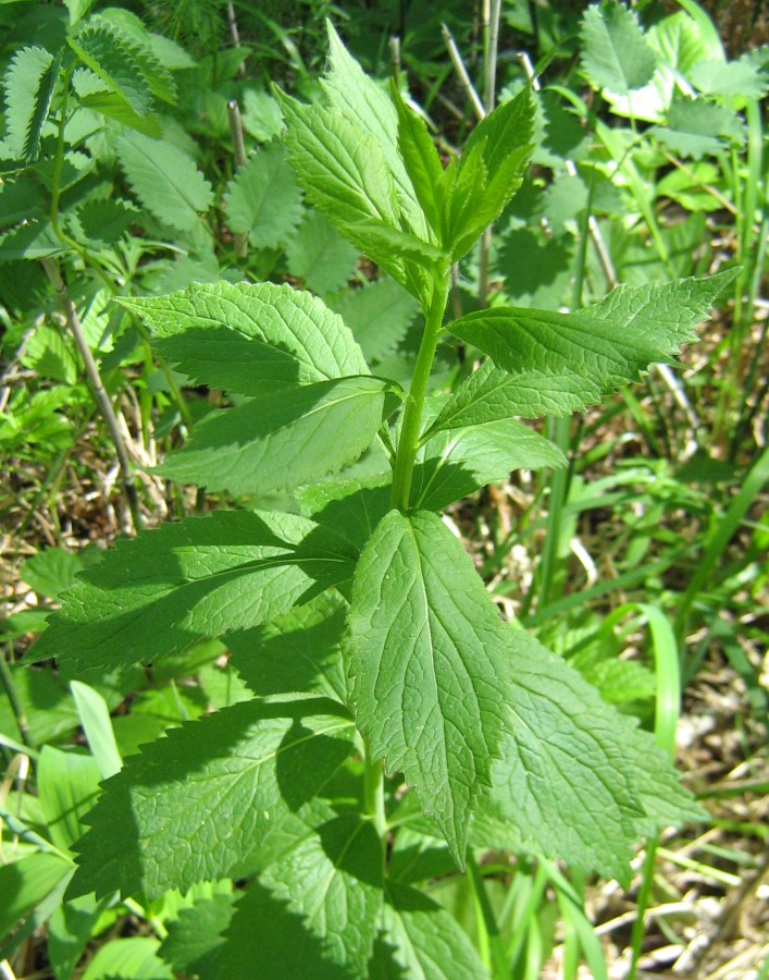 Изображение особи Adenophora liliifolia.