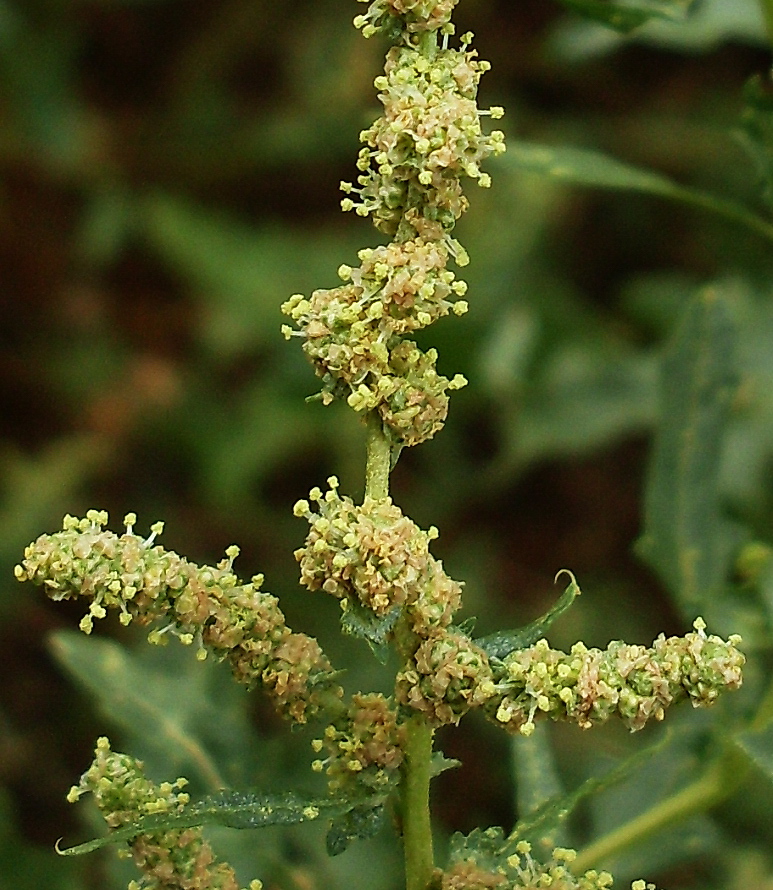 Изображение особи Atriplex tatarica.