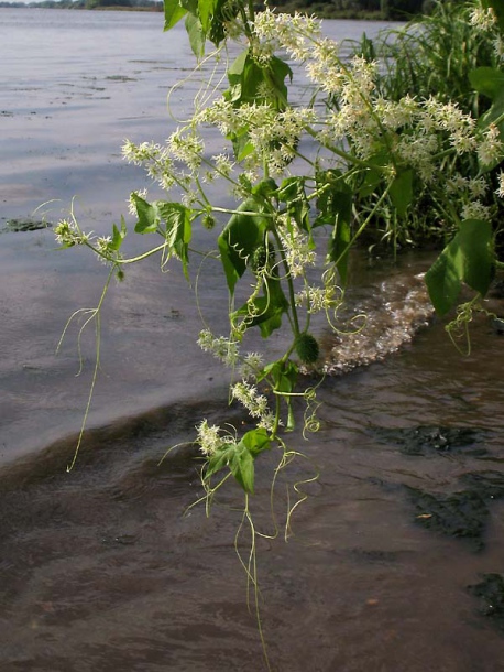 Изображение особи Echinocystis lobata.