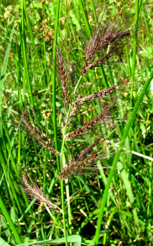 Image of Echinochloa crus-galli specimen.