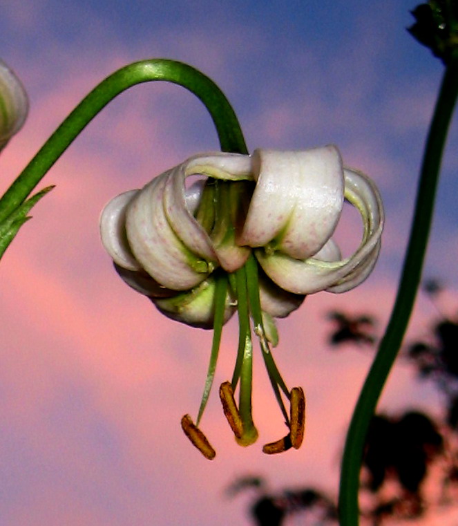 Изображение особи Lilium pilosiusculum var. alboviridiflorum.