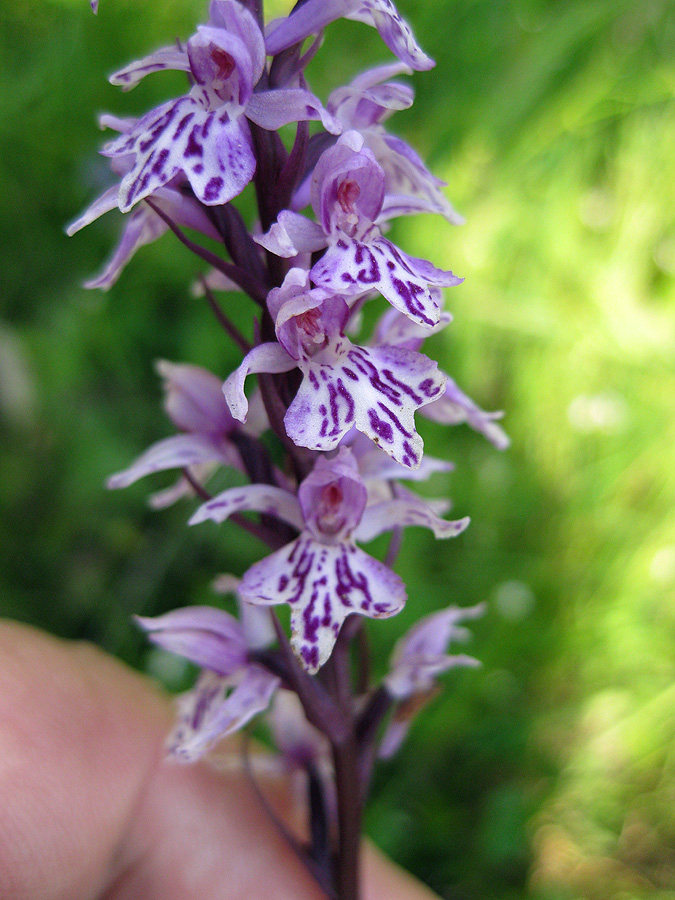 Image of Dactylorhiza fuchsii specimen.