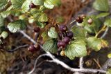 Ribes fragrans. Ветвь с плодами. Якутия, севернее впадения Ольчана в Томпо, на склонах вершины 1223. Высота примерно 1000 метров н.у.м. 31.07.1984.